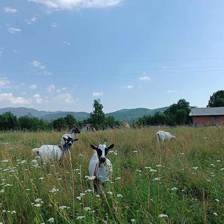 Apartma Mihatovi Pivka Dış mekan fotoğraf